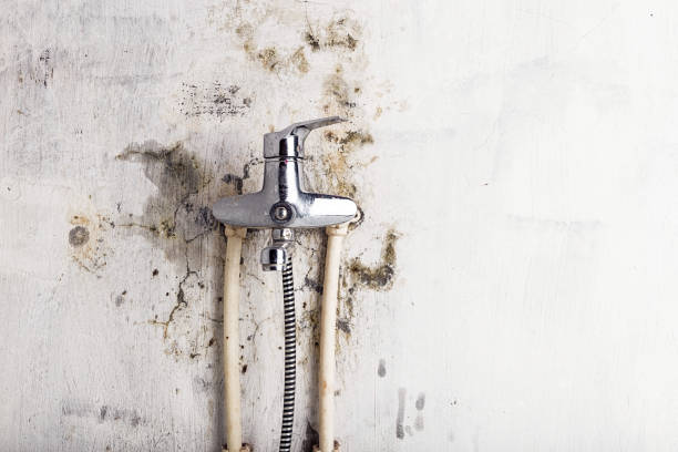 Best Local Mold Removal Service  in Hewitt, NJ