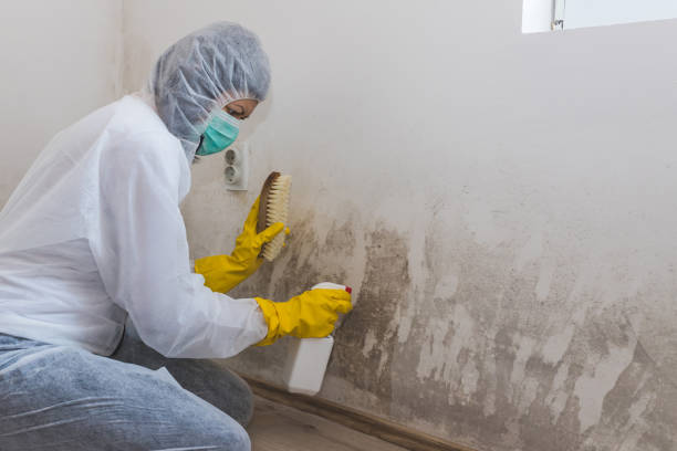 Best Commercial Mold Removal  in Hewitt, NJ
