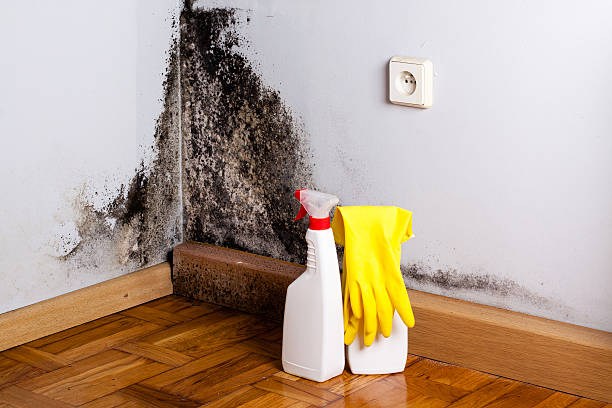 Best Mold Removal and Inspection  in Hewitt, NJ