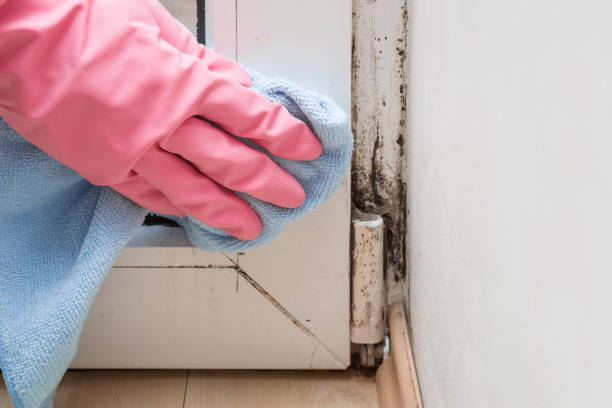 Best Mold Removal Near Me  in Hewitt, NJ