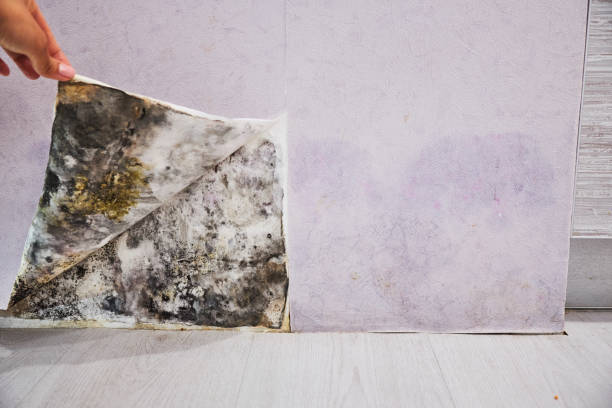  Hewitt, NJ Mold Removal Pros